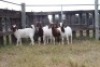 5X BOERGOAT EWE GH MULLER & SEUNS