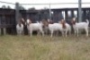 10X BOERGOAT EWE GH MULLER & SEUNS