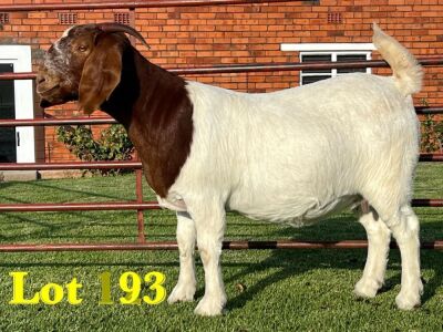 1X BOERGOAT COMMERCIAL SP DOE LUKAS BURGER BOERBOKSTOET