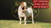 1X BOERGOAT COMMERCIAL TEAT SP BUCK SHONGOLOLO BOERBOKSTOET