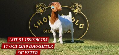 1X BOERGOAT STUD DOE SHONGOLOLO BOERBOKSTOET