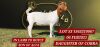 1X BOERGOAT STUD DOE SHONGOLOLO BOERBOKSTOET