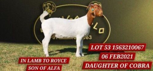 1X BOERGOAT STUD DOE SHONGOLOLO BOERBOKSTOET