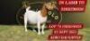 WITHDRAWN - 1X BOERGOAT DOE SHONGOLOLO BOERBOKSTOET