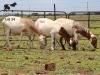 LOT 14 3X MEATMASTER DIDYMUS MEATMASTERS CHRISTOF GROBLER : 0837812076