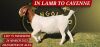 1X BOERGOAT STUD DOE SHONGOLOLO BOERBOKSTOET