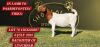 1X BOERGOAT STUD DOE SHONGOLOLO BOERBOKSTOET