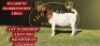 1X BOERGOAT STUD DOE SHONGOLOLO BOERBOKSTOET