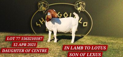 1X BOERGOAT STUD DOE SHONGOLOLO BOERBOKSTOET