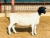 2X DORPER S STUD EWE KOWIE DE WITT DORPERS (Pay per animal to take all) - 2