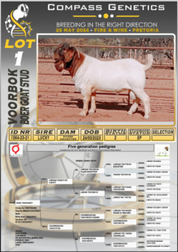 1X BOERGOAT FLOCK BUCK VOORBOK BOERBOK STOET