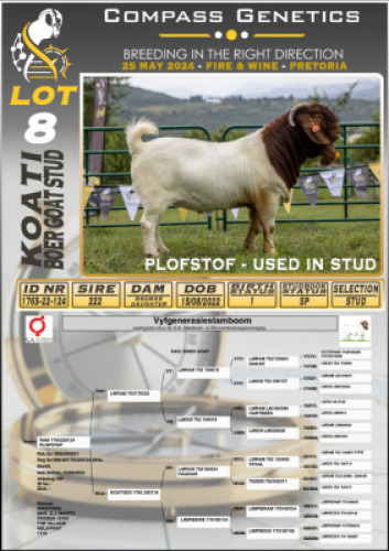 1X BOERGOAT STUD BUCK KOATI BOERGOAT STUD