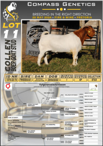 WITHDRAWN - 1X BOERGOAT BUCK COLLEN BOERGOAT STUD