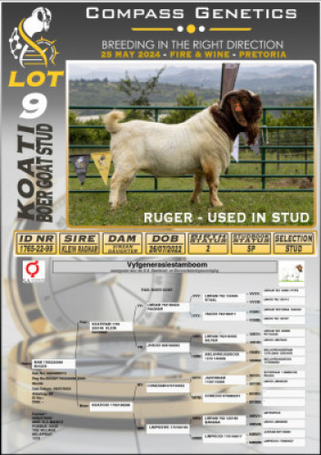WITHDRAWN - 1X BOERGOAT BUCK KOATI BOERGOAT STUD