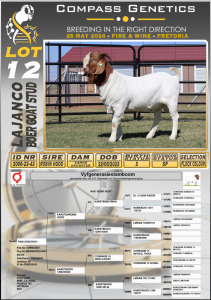 1X BOERGOAT FLOCK BUCK LAJANCO BOERBOKSTOET 2006