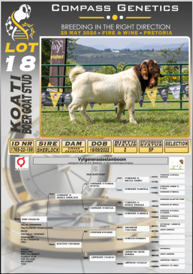 1X BOERGOAT FLOCK BUCK KOATI BOERGOAT STUD