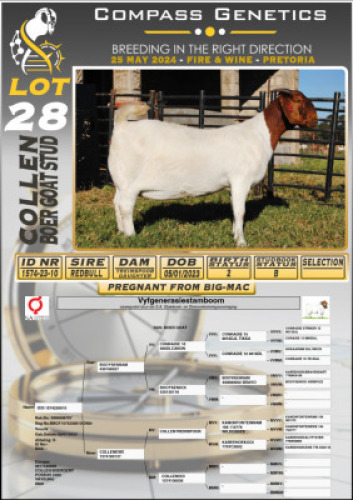 1X BOERGOAT PREGNANT STUD DOE COLLEN BOERGOAT STUD