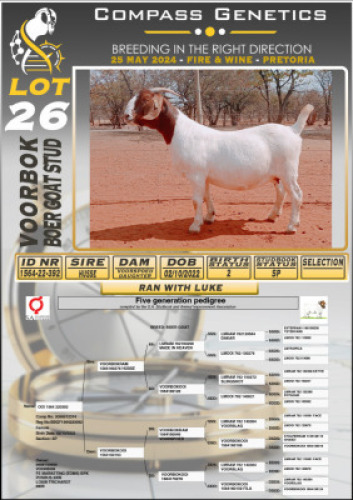 1X BOERGOAT FLOCK DOE VOORBOK BOERBOK STOET