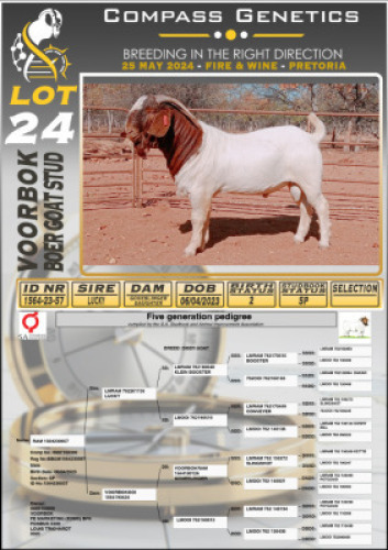 1X BOERGOAT FLOCK BUCK VOORBOK BOERBOK STOET
