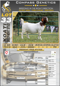 1X BOERGOAT FLOCK DOE KOATI BOERGOAT STUD