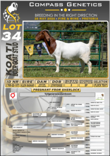 1X BOERGOAT FLOCK DOE KOATI BOERGOAT STUD