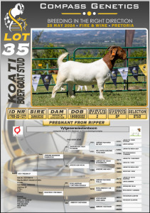 1X BOERGOAT FLOCK DOE KOATI BOERGOAT STUD