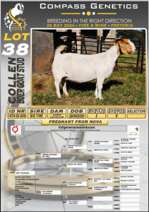 1X BOERGOAT PREGNANT STUD DOE COLLEN BOERGOAT STUD