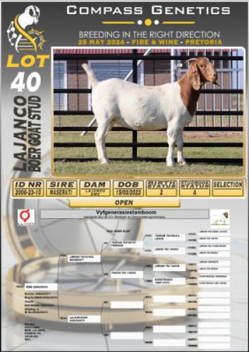 1X BOERGOAT STUD DOE LAJANCO BOERBOKSTOET 2006