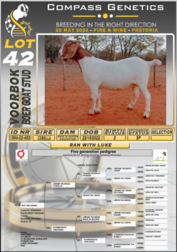 1X BOERGOAT STUD DOE VOORBOK BOERBOK STOET