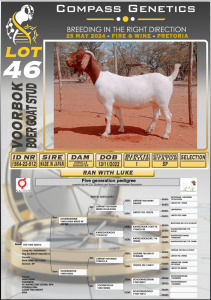 1X BOERGOAT FLOCK DOE VOORBOK BOERBOK STOET