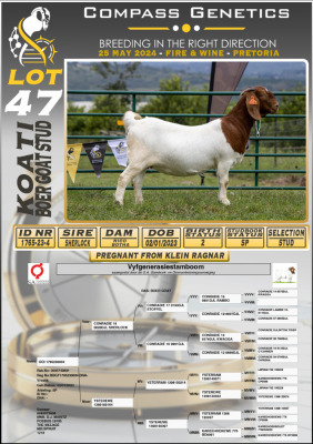 WITHDRAWN - 1X BOERGOAT DOE KOATI BOERGOAT STUD