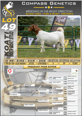 1X BOERGOAT FLOCK DOE KOATI BOERGOAT STUD