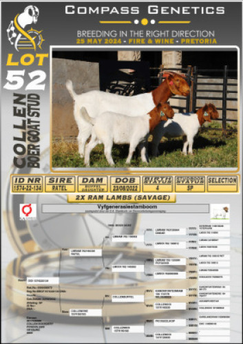 1X BOERGOAT PREGNANT FLOCK DOE COLLEN BOERGOAT STUD