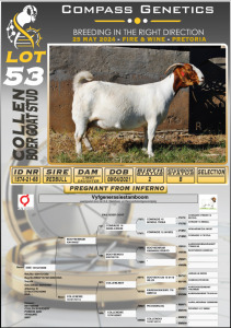 1X BOERGOAT PREGNANT FLOCK DOE COLLEN BOERGOAT STUD