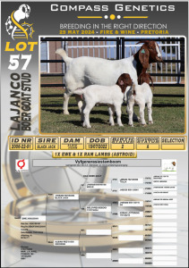 1X BOERGOAT STUD DOE LAJANCO BOERBOKSTOET 2006