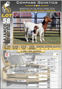 1X BOERGOAT STUD DOE LAJANCO BOERBOKSTOET 2006