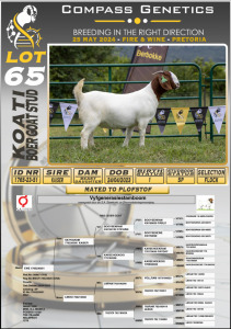 WITHDRAWN - 1X BOERGOAT DOE KOATI BOERGOAT STUD