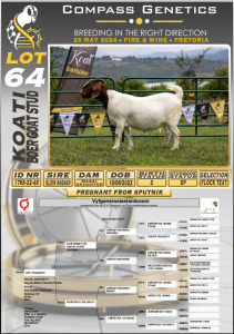 WITHDRAWN - 1X BOERGOAT DOE KOATI BOERGOAT STUD