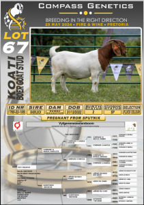 1X BOERGOAT FLOCK DOE KOATI BOERGOAT STUD