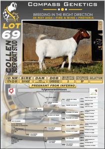 1X BOERGOAT PREGNANT STUD DOE COLLEN BOERGOAT STUD