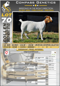 1X BOERGOAT PREGNANT FLOCK DOE COLLEN BOERGOAT STUD