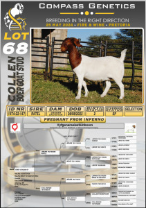 1X BOERGOAT PREGNANT FLOCK DOE COLLEN BOERGOAT STUD