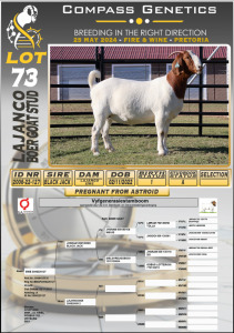 1X BOERGOAT PREGNANT STUD DOE LAJANCO BOERBOKSTOET 2006