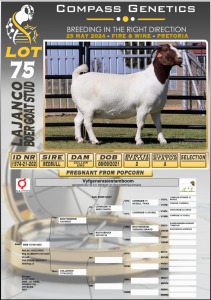 1X BOERGOAT PREGNANT STUD DOE LAJANCO BOERBOKSTOET 2006