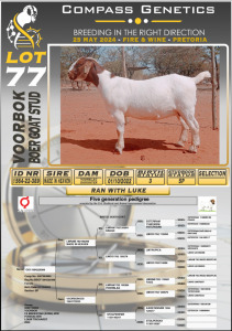 1X BOERGOAT FLOCK DOE VOORBOK BOERBOK STOET