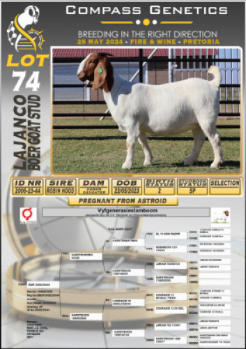 1X BOERGOAT PREGNANT STUD DOE LAJANCO BOERBOKSTOET 2006