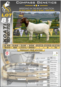 1X BOERGOAT FLOCK DOE KOATI BOERGOAT STUD