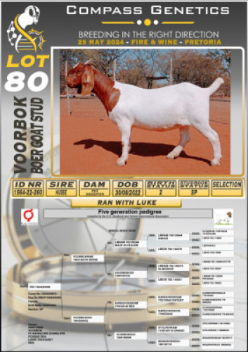 WITHDRAWN - 1X BOERGOAT DOE VOORBOK BOERBOK STOET