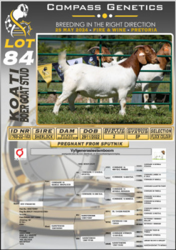 WITHDRAWN - 1X BOERGOAT DOE KOATI BOERGOAT STUD