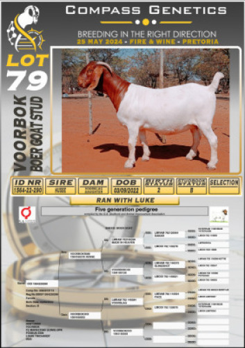 1X BOERGOAT FLOCK DOE VOORBOK BOERBOK STOET